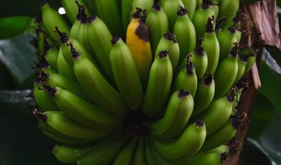 bananos