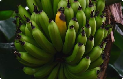 bananos
