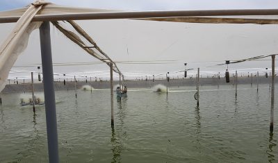 Super intensive shrimp farm in greenhouse