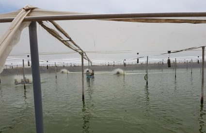 Super intensive shrimp farm in greenhouse